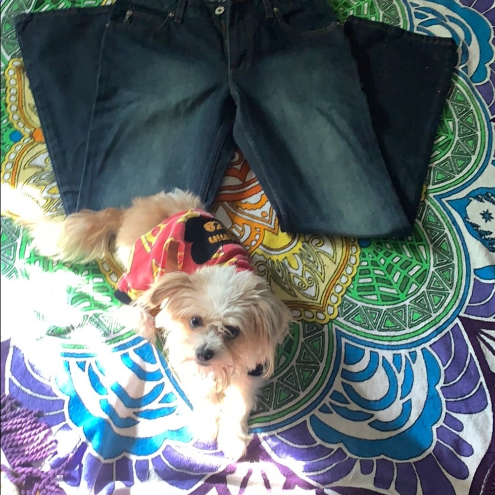 Women’s Guess jeans (puppy NOT included)